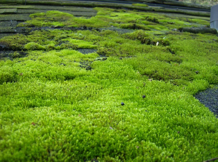 grass in a water way with a building in the background