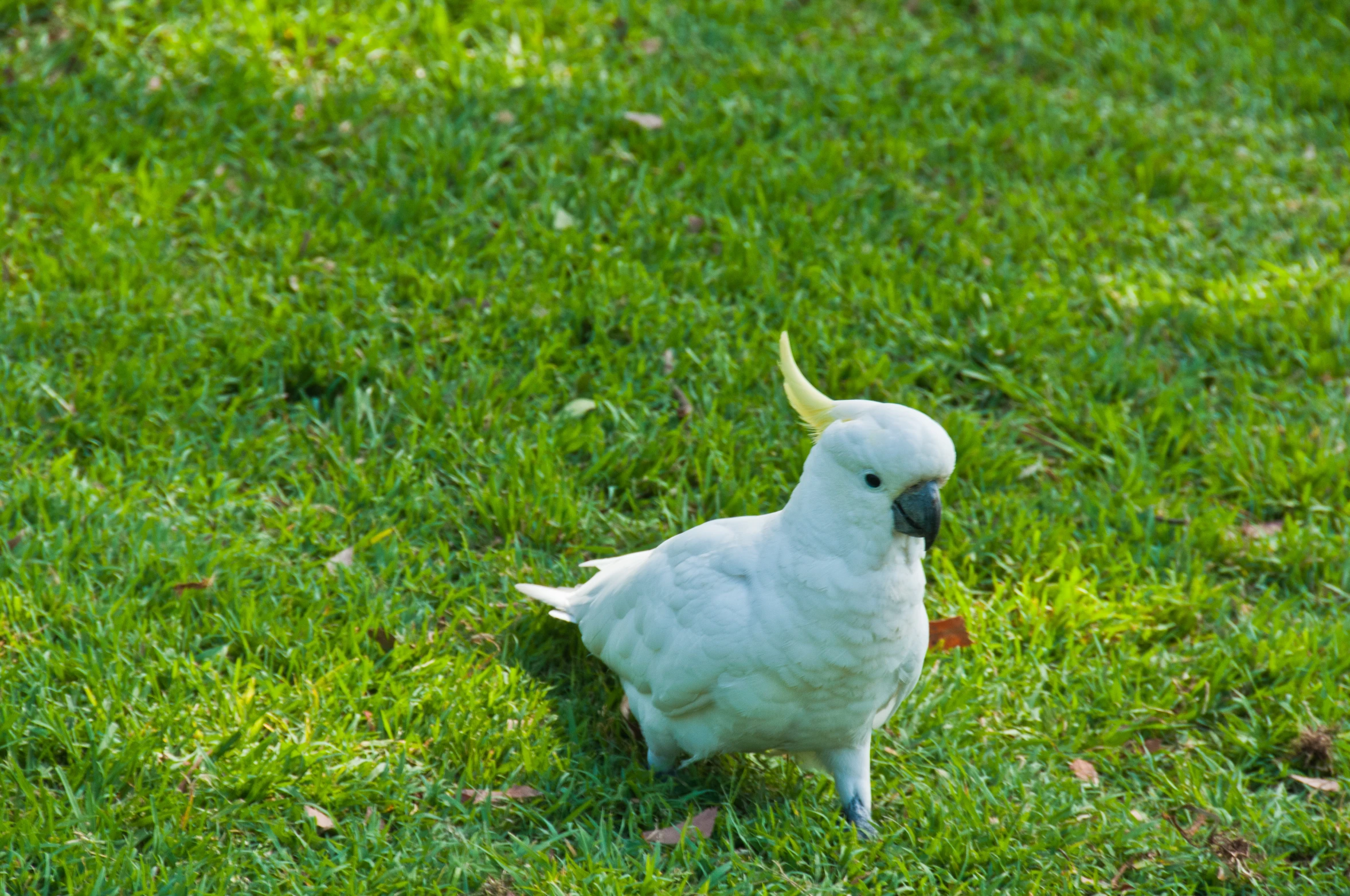 a white bird standing in the grass with one leg