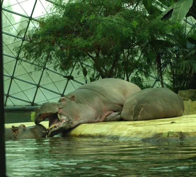 two hippos laying on the ground near water