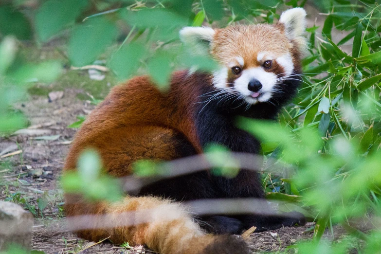 a close up of a animal laying down in a field