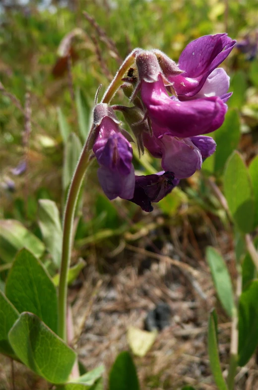 a single flower sitting in the middle of the ground