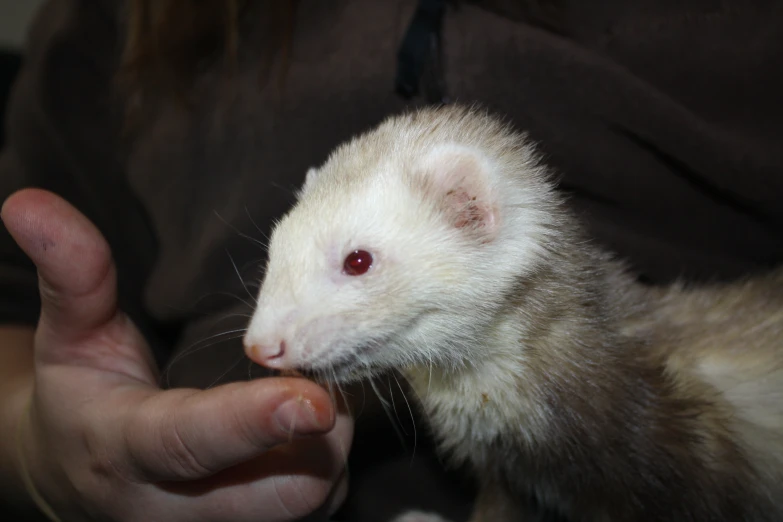 a white ferret is being fed by someone