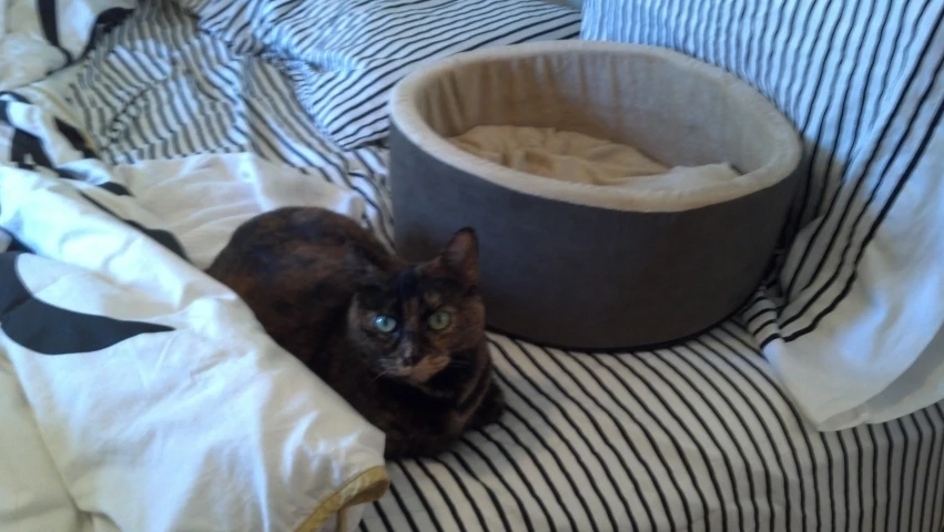 a cat is laying on the bed by its bed