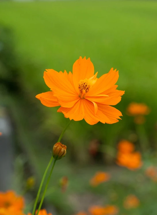 the orange flower has many tiny green leaves