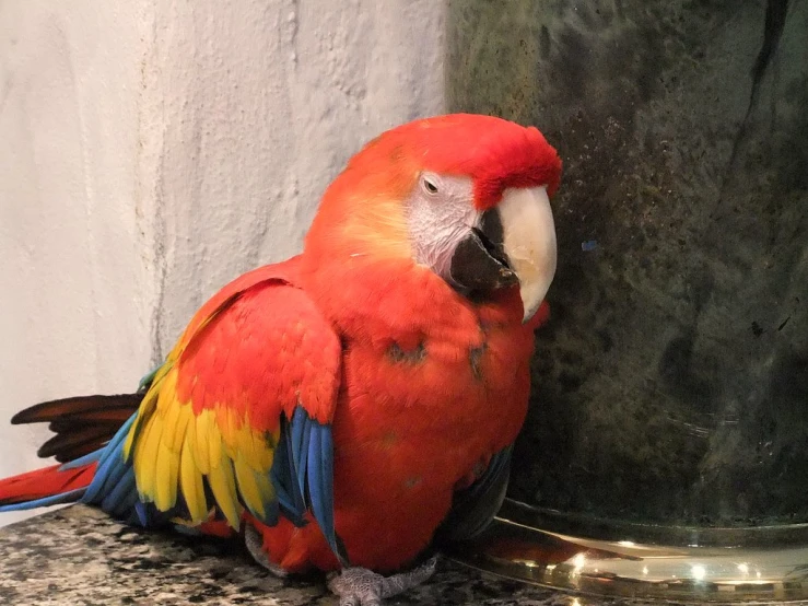 a red bird with yellow and blue feathers standing near a metal bucket