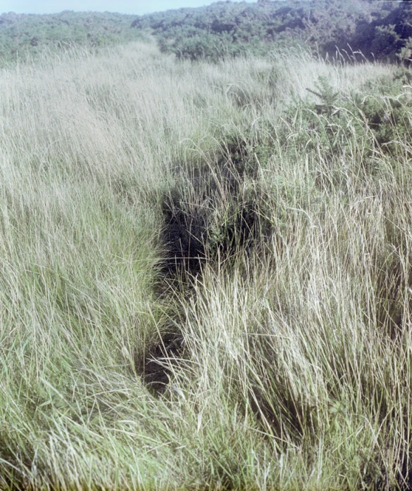 a large group of grass covered area in a park