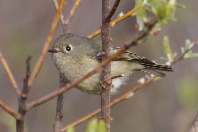 a small bird sitting on a nch in a tree