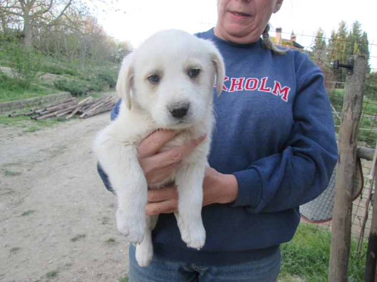 a person holding a puppy that is white in it's hands