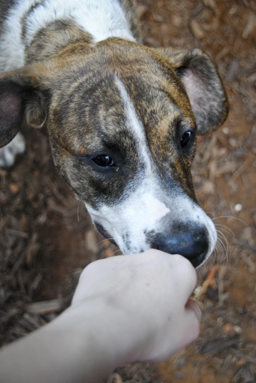 a hand that is feeding to a dog