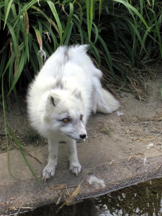 a very cute furry animal standing by a body of water