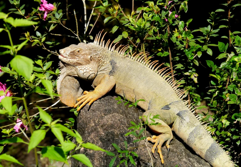 a large lizard perched on top of a rock