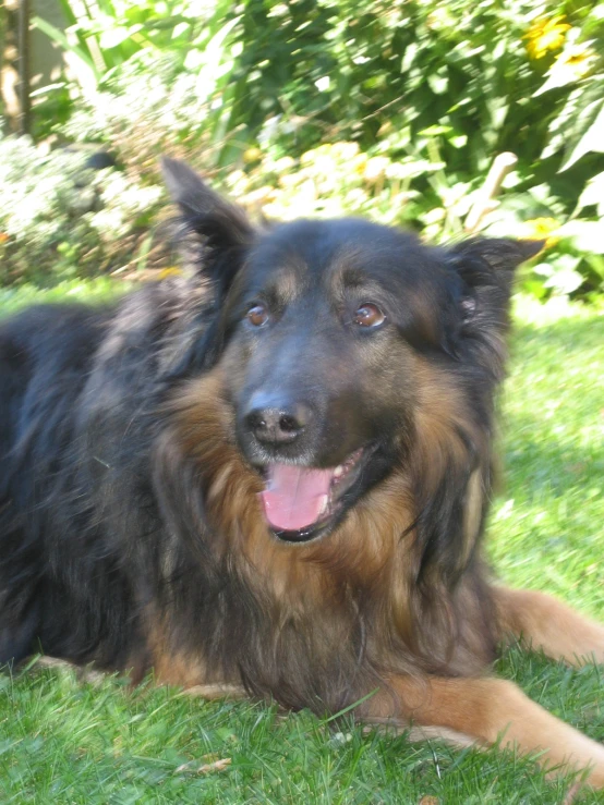 a large dog laying on top of a lush green field