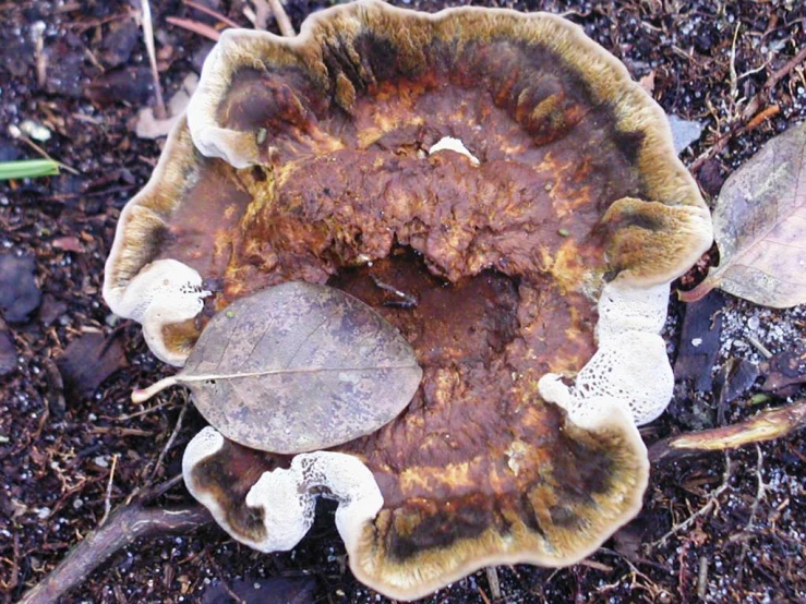 a mushroom sitting on top of the ground