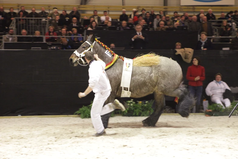 a man walking a horse inside of a ring