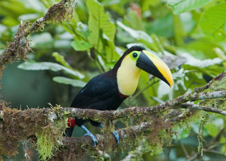 a large black and yellow bird on a nch