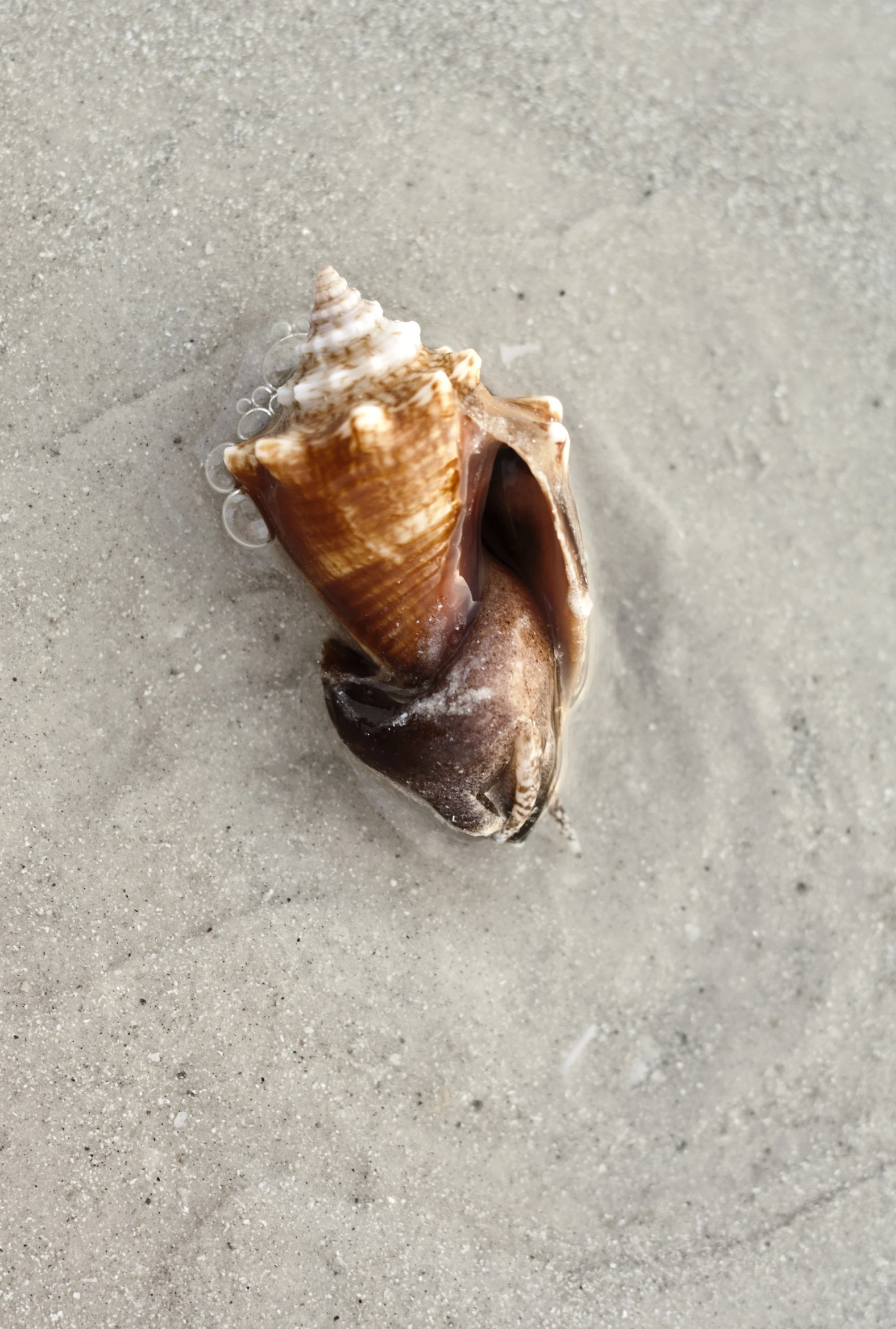 an image of the view from above of a seashell