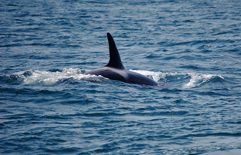 a whale is swimming through some water