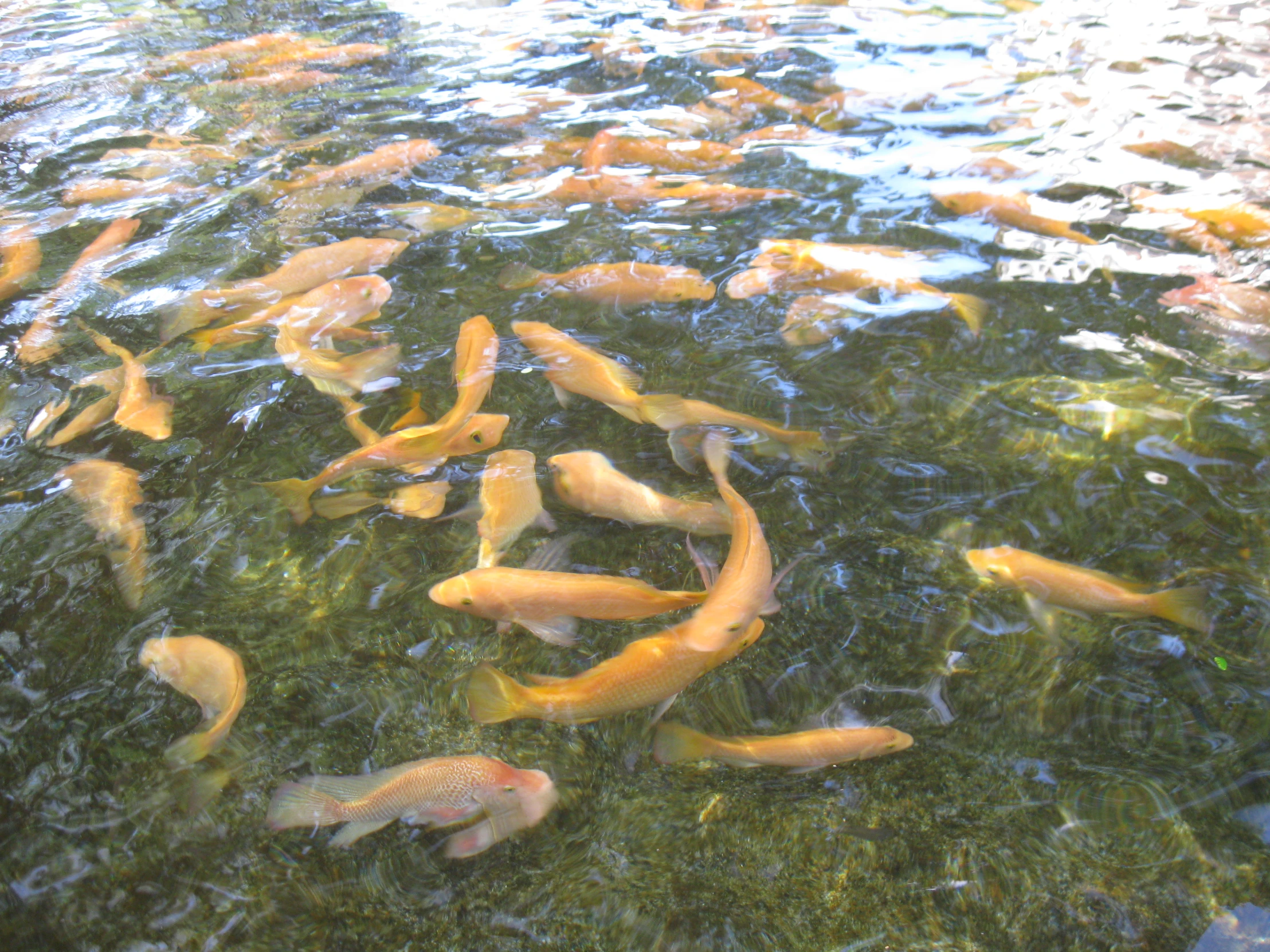 small group of yellow fish swimming in water