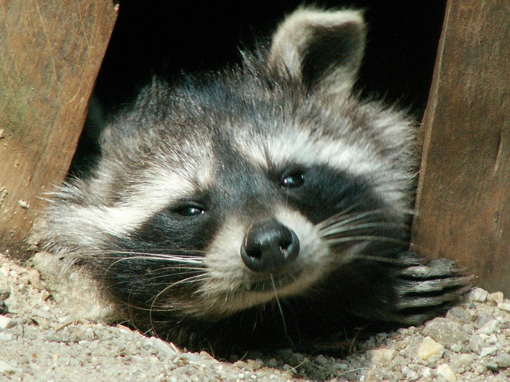 small rac lying on rocks underneath an overhanging piece of wood