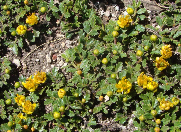 the dirt ground has flowers growing in it