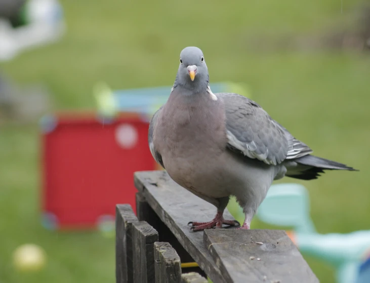 a pigeon that is sitting on a wooden railing