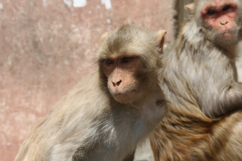 two monkeys next to each other on a brick wall