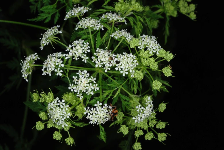 white flowers and leaves are seen from the top view