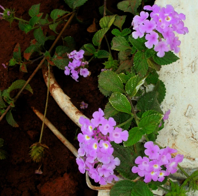 purple flowers grow in the dirt near plants