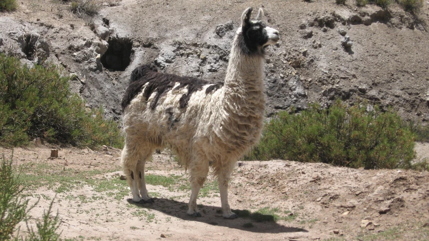 an adult and baby llama in grassy area next to rocky mountain