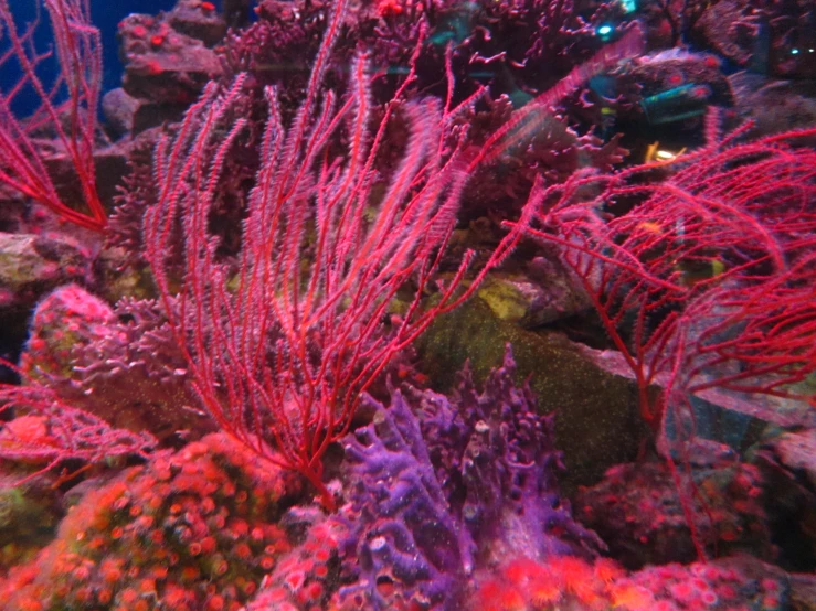 pink sea plants and corals displayed in large aquarium