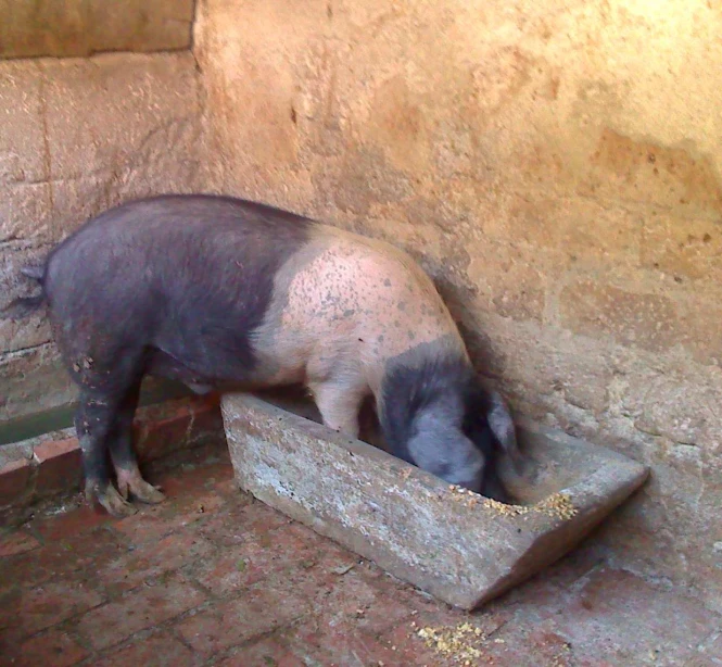 a pig is standing by a building in the dirt
