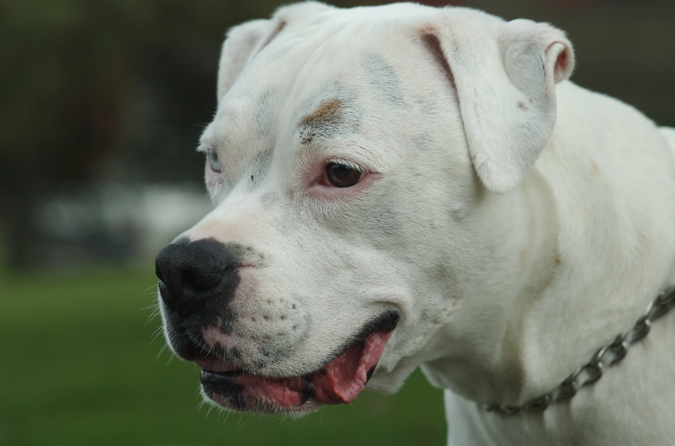 a close up of a dog with snow on it's face