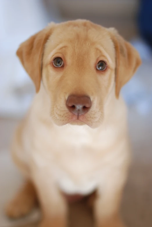 a little dog sitting on the ground with big eyes