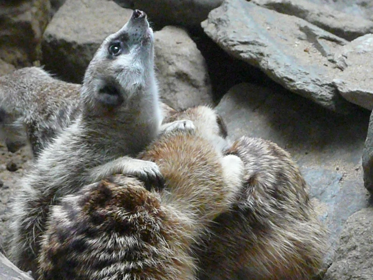 two baby animals playing with each other on the rocks