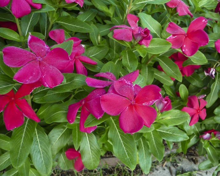 some flowers are all blooming on the plant