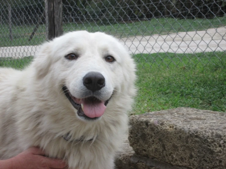 a large white dog with its tongue out