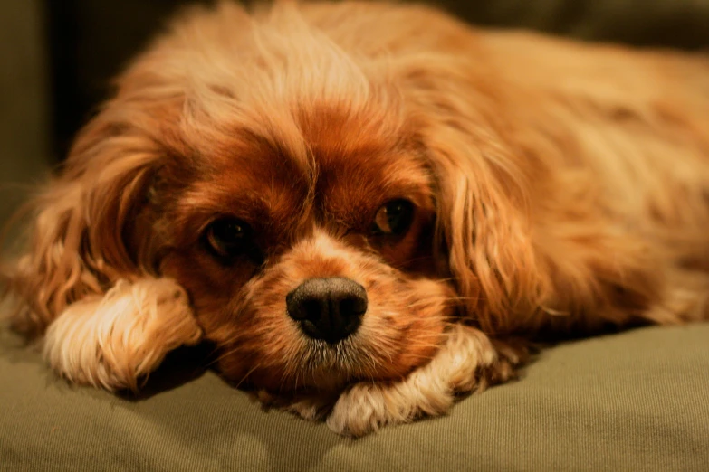 a brown dog laying on a green cushion