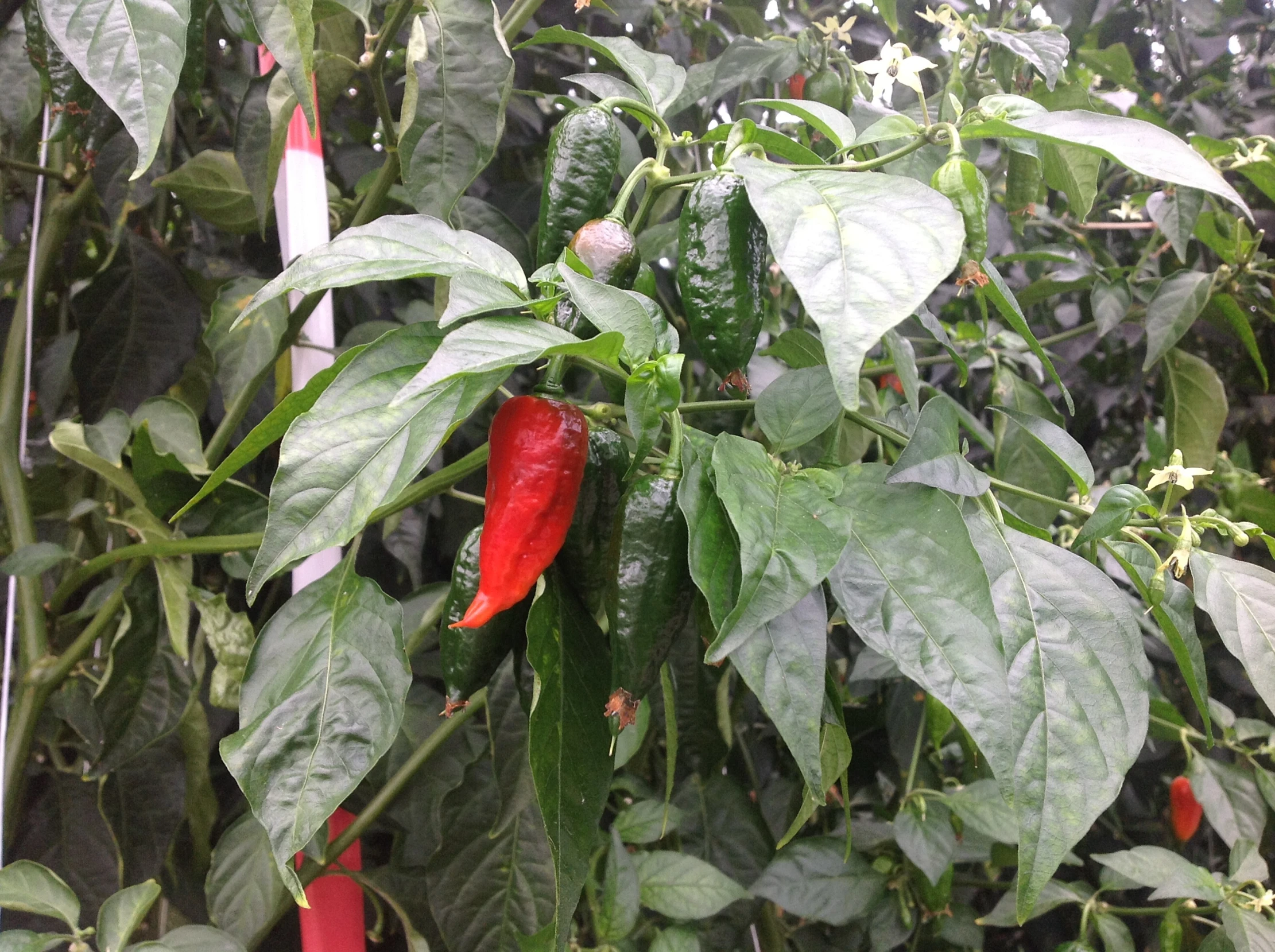 an extremely colorful plant growing in the rain