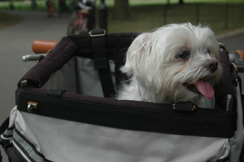 a dog is sitting in a bike basket