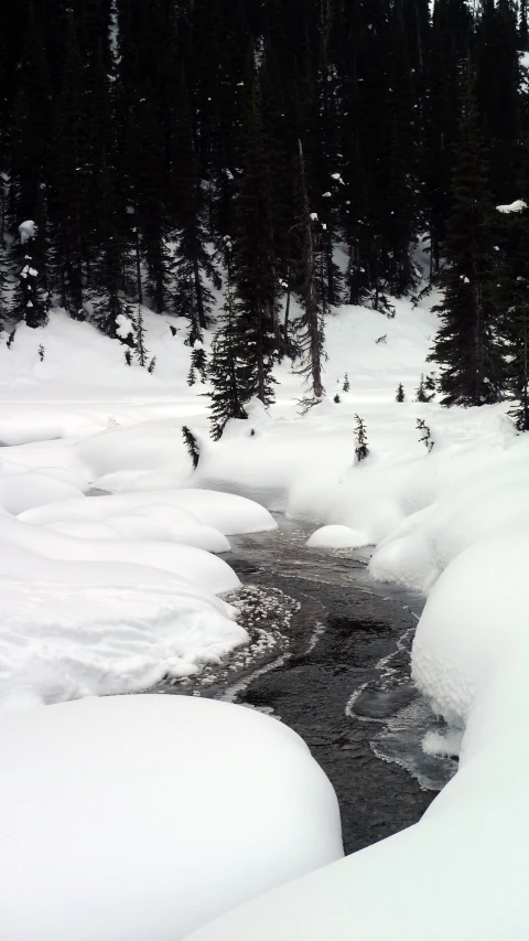 the snow covers a small stream near pine trees