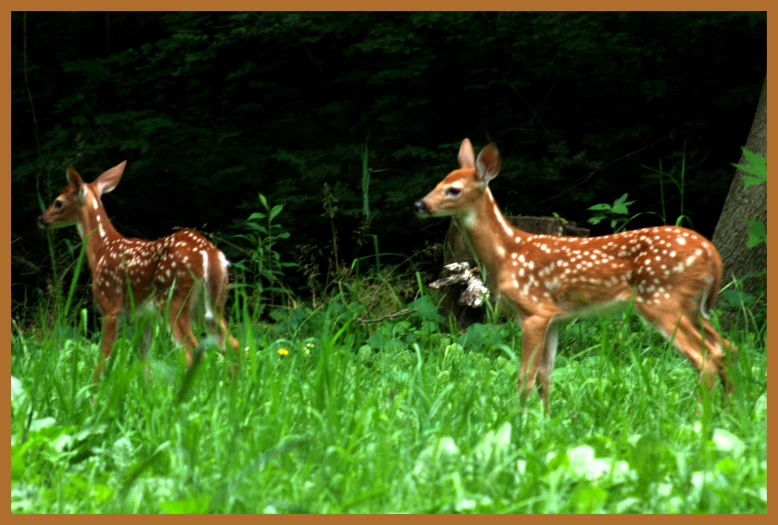 two fawns standing in grass outside in the wild