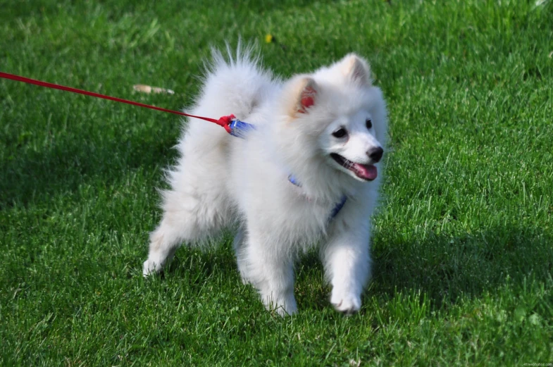 a fluffy white dog with his leash around his neck