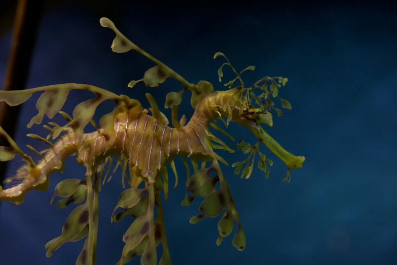 a group of sea plants grow near each other