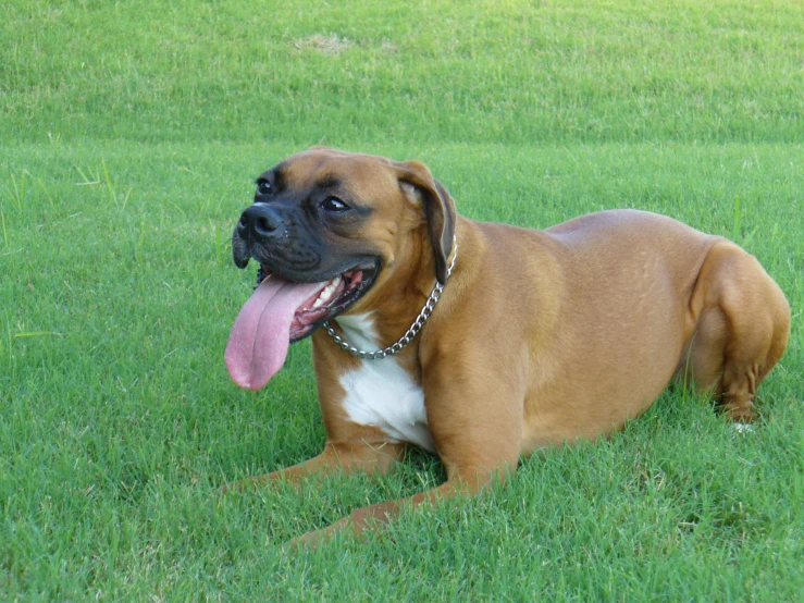 a large brown dog laying on top of a green field