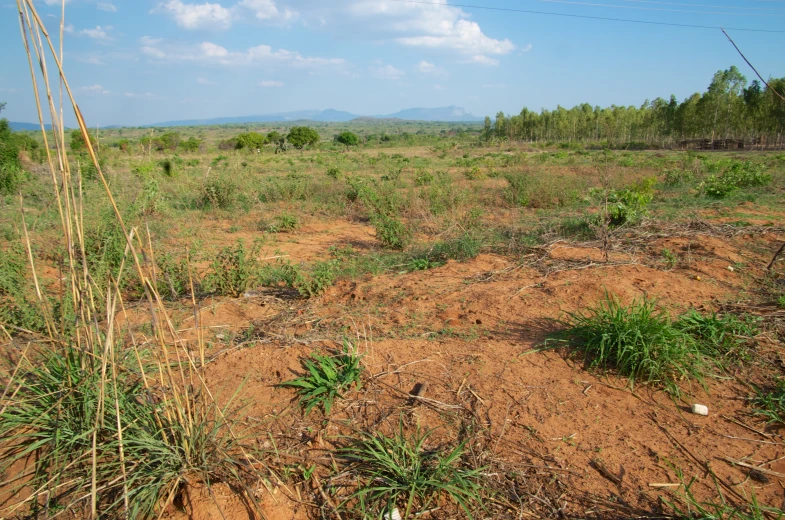 a barren area has some vegetation and dirt