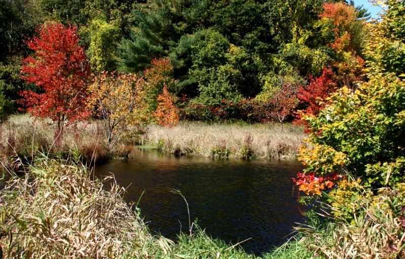 a pond with many plants in the background