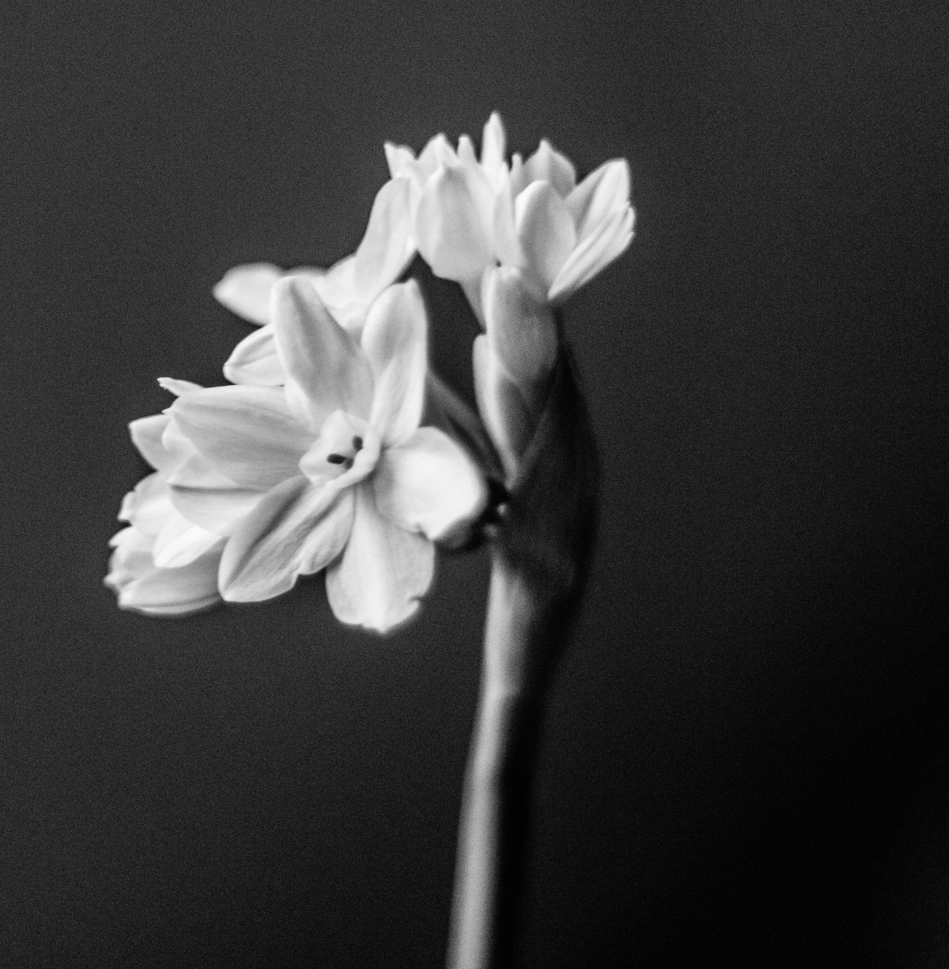 white flowers are blooming from a stalk