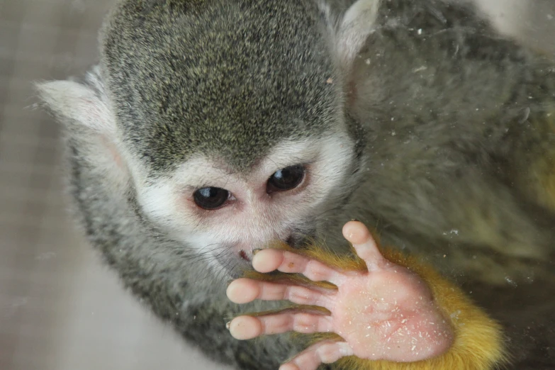 a very cute small furry animal with a big hand