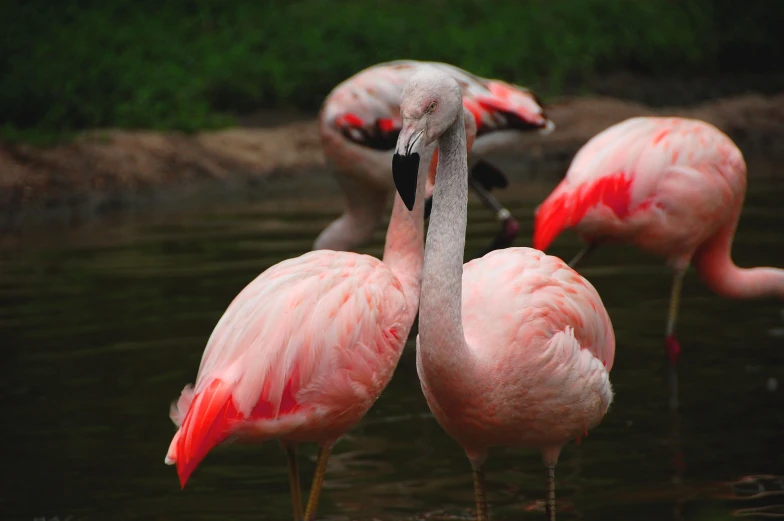 three flamingos are standing in the water, with red streaks on their feathers