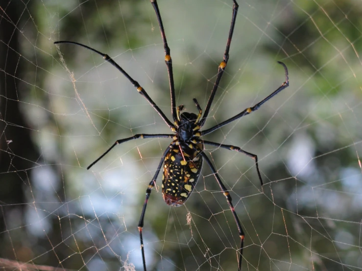 a large black and yellow spider with orange spots sitting on its web